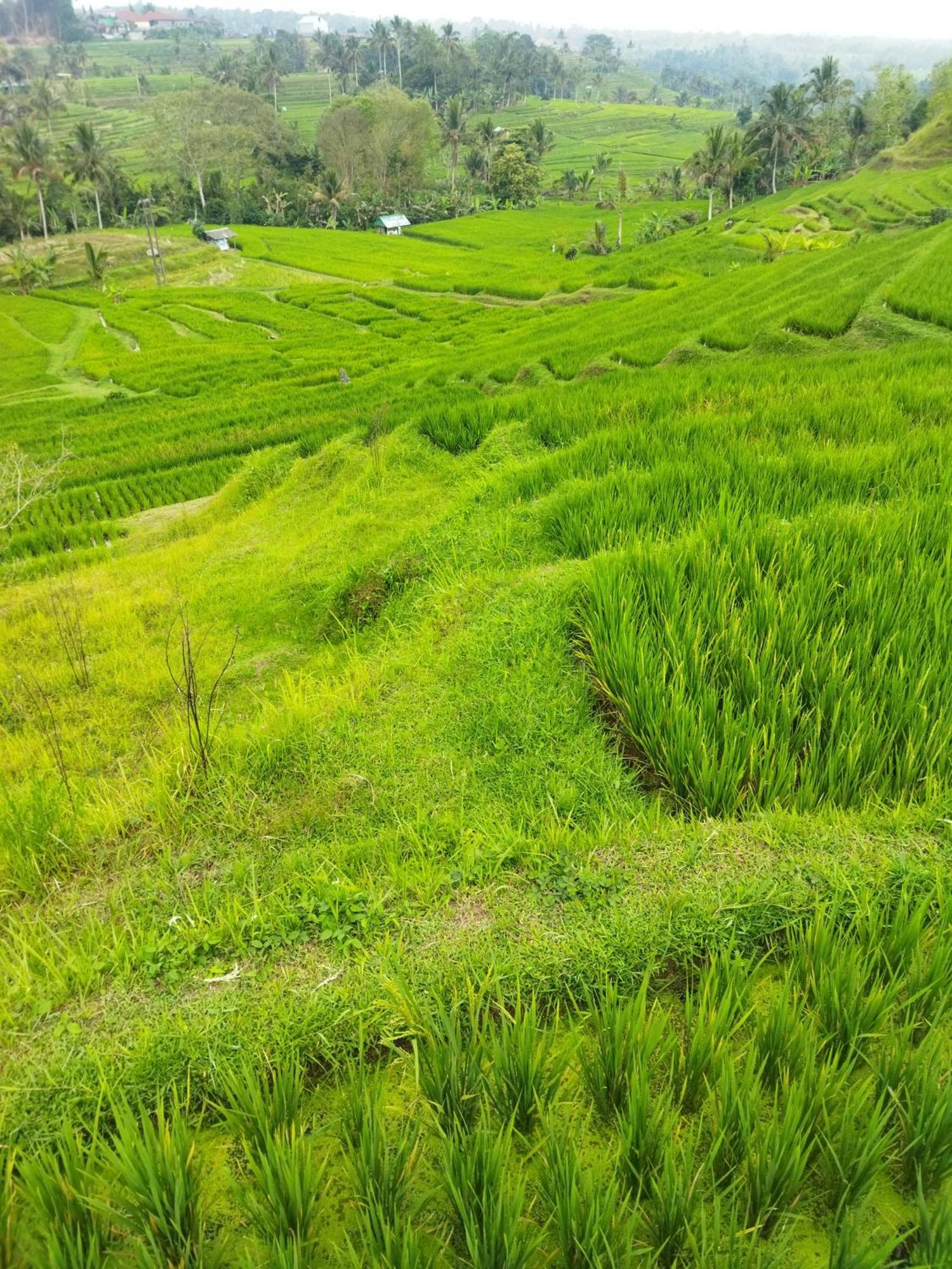 Wahwik'S House Hotel Ubud  Luaran gambar