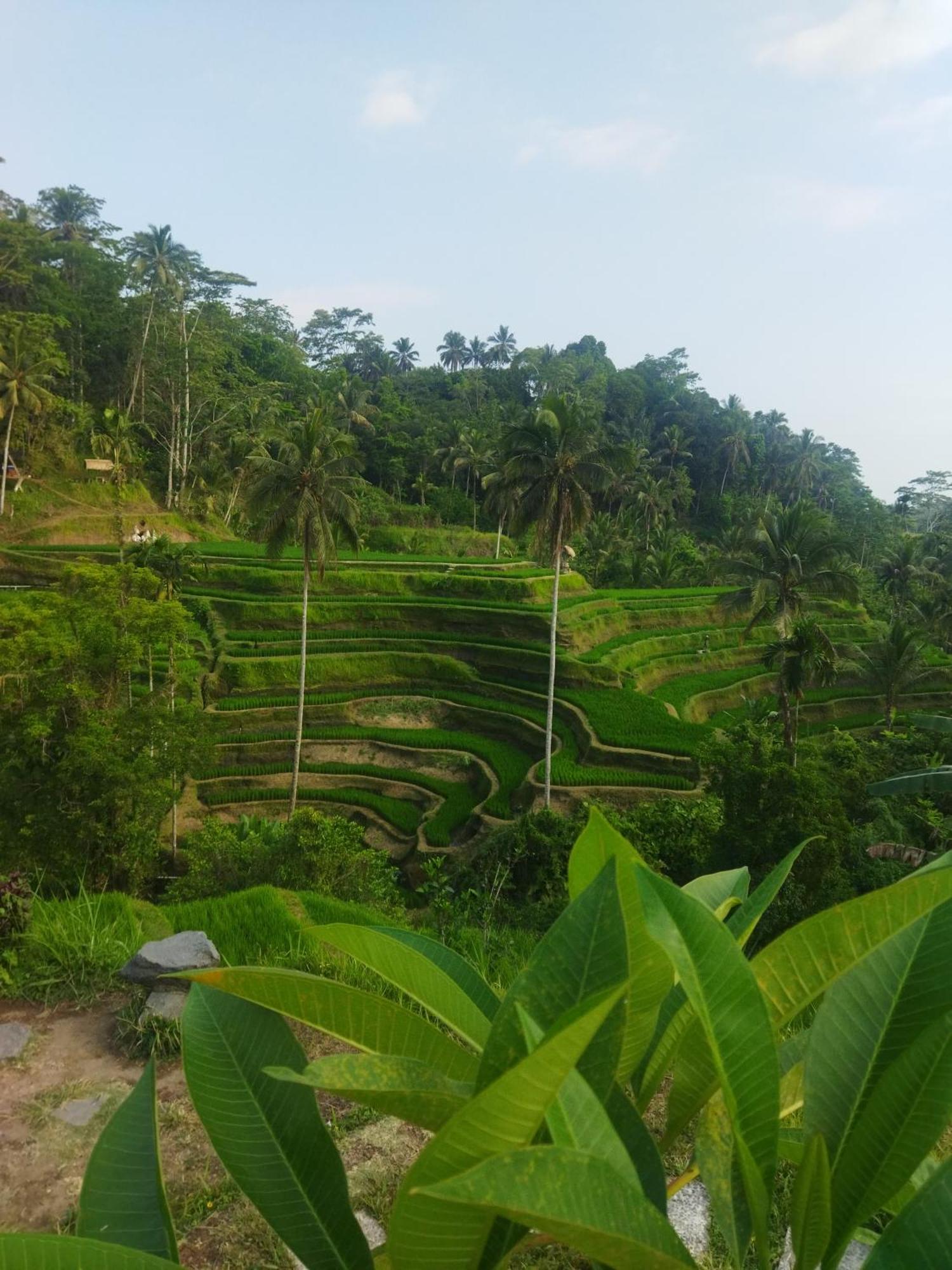 Wahwik'S House Hotel Ubud  Luaran gambar