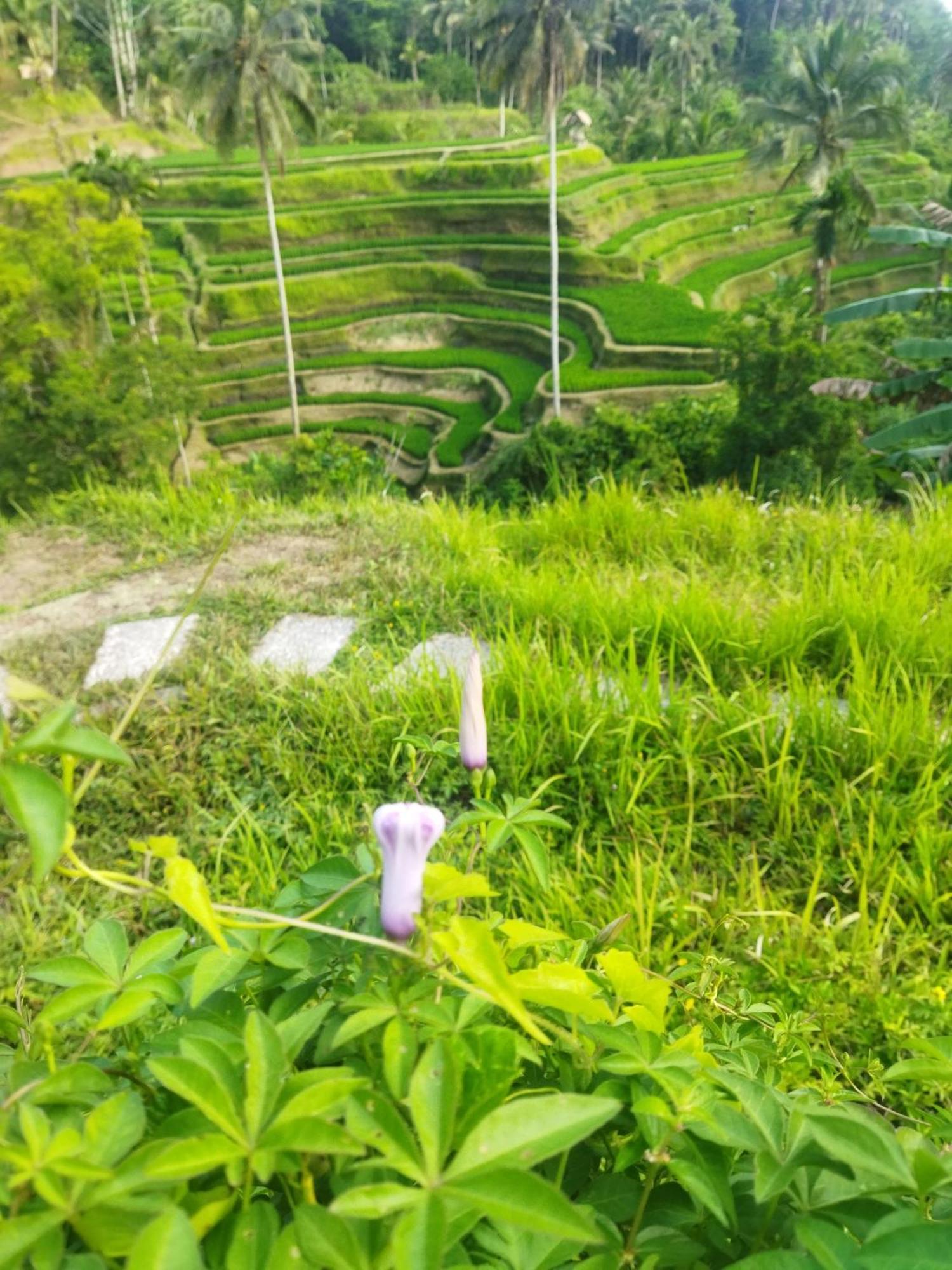 Wahwik'S House Hotel Ubud  Luaran gambar