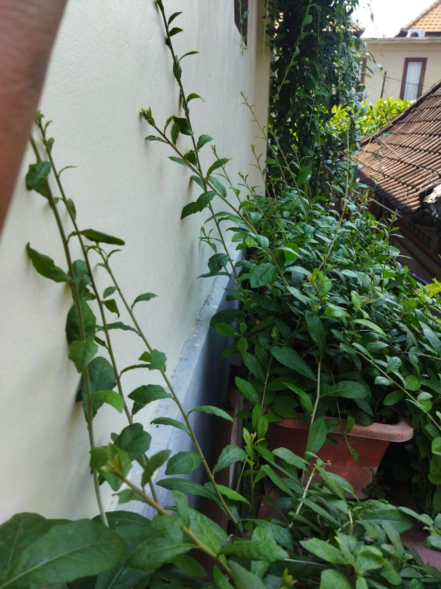 Wahwik'S House Hotel Ubud  Luaran gambar