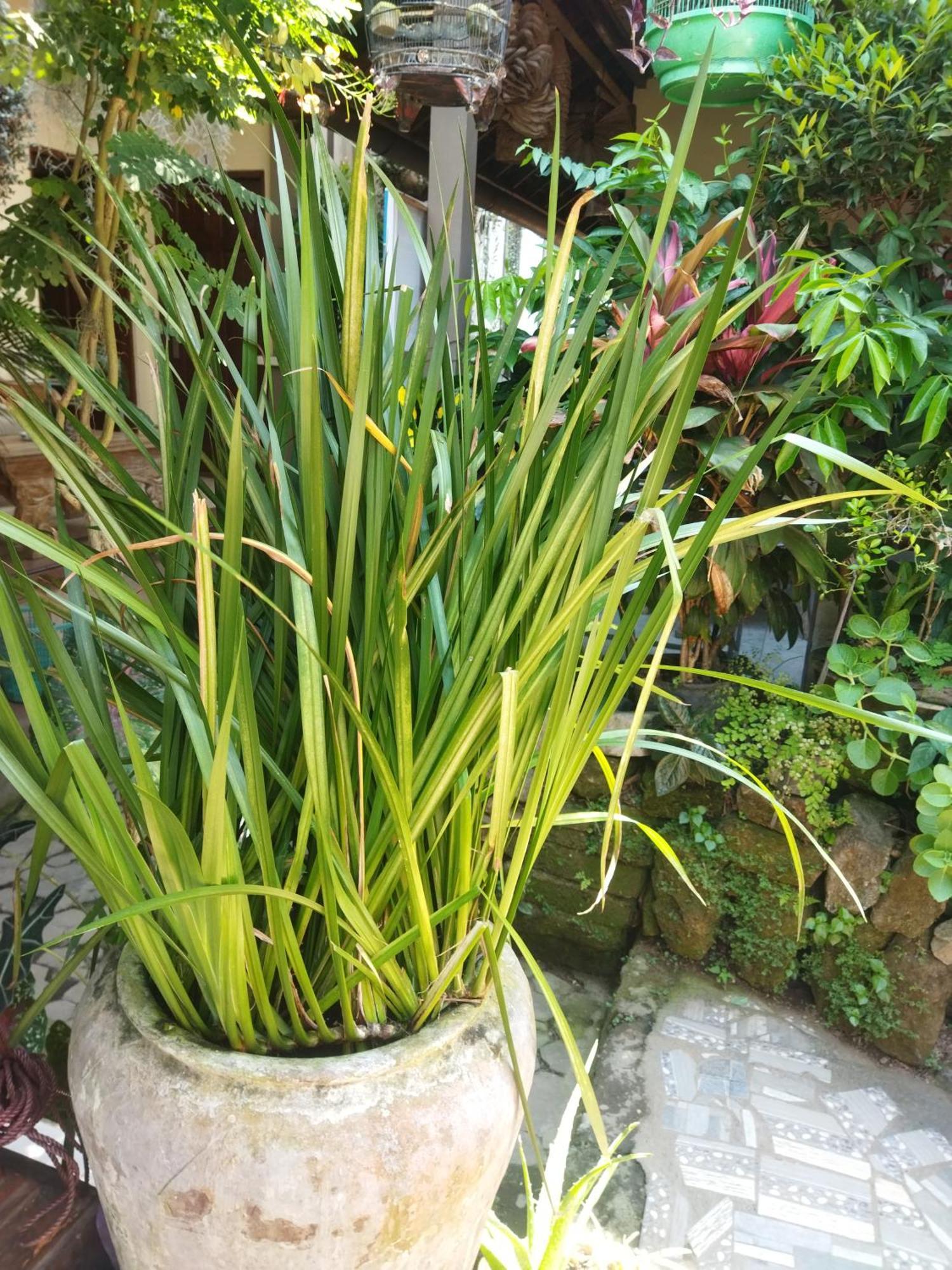 Wahwik'S House Hotel Ubud  Luaran gambar